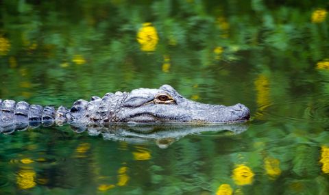 Намереният в нюйоркски парк алигатор е глътнал тапа за вана (СНИМКА) - 1