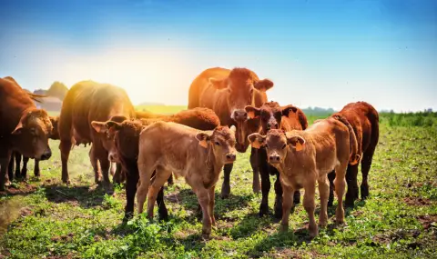Китай успешно клонира застрашени породи говеда (СНИМКИ) - 1