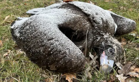 Откриха пет отровени лешояда край Котел - 1