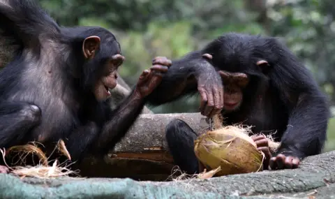 Ново проучване показа, че шимпанзетата злоупотребяват с алкохол - 1