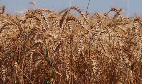 В Добруджа очакват добра реколта от жито - 1