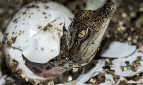 За пръв път: Женски крокодил забременя от себе си - 1