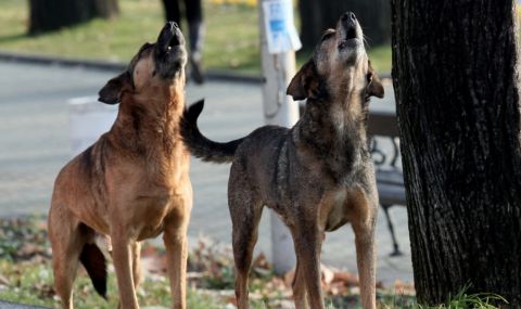 Прокуратурата разпореди проверка на бездомните кучета в София - 1