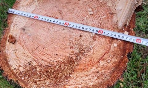 Недоволство в Плевенско: Вандали отсякоха 17-метрова елха за коледна украса  - 1