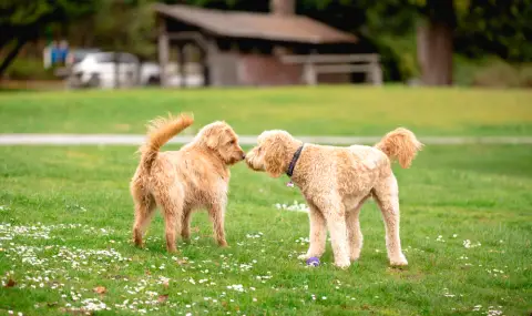 Експерти обясняват: Защо кучетата махат с опашка толкова много? - 1