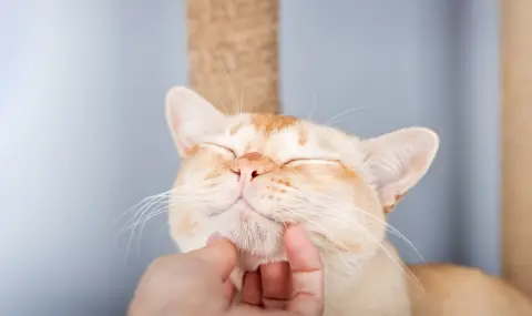 Мъркането на котките се оказа тяхна изненадваща "визитна картичка" - 1