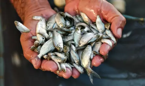 Лидери - копърки имаме си много такива... - 1