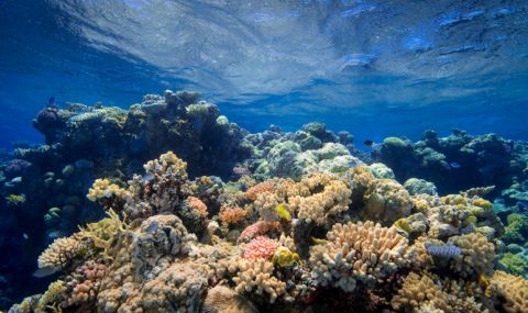Египет може да се окаже последното убежище на коралите - 1