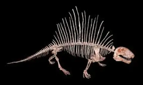 Откриха вкаменелости на звяр с остри зъби, живял преди първите динозаври - 1
