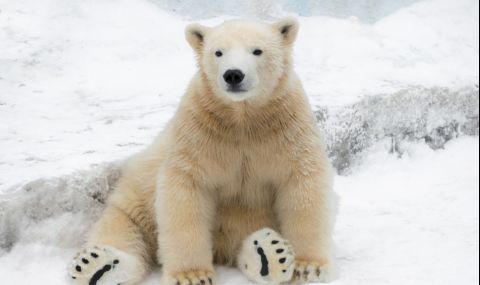 Сигурна смърт заплаши бяла мечка, тя потърси помощ от хората  - 1