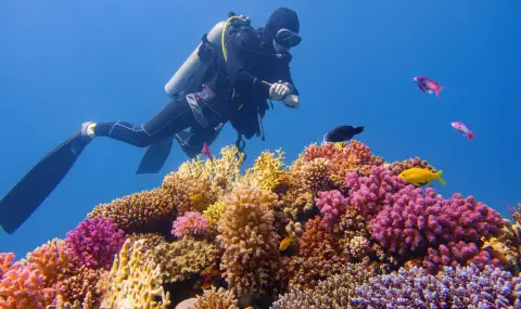 Големият бариерен риф е в най-тежкия си период на избелване досега - 1