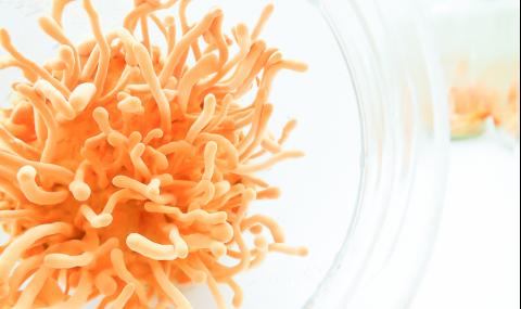 Климатичните промени удрят и виаграта на Хималаите (СНИМКИ + ВИДЕО) - 1