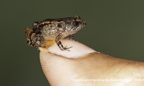 Запознайте се с жабите, които могат да се поберат върху нокътя ви - 1