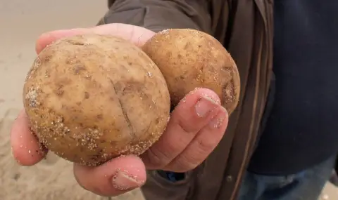 Пресните картофи с рекордна цена - 1