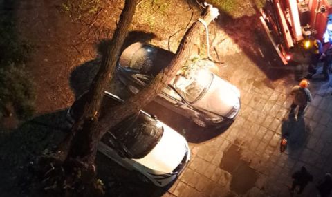 В Пловдив след бурята вчера: Падналите дървета се оказаха без корени - 1