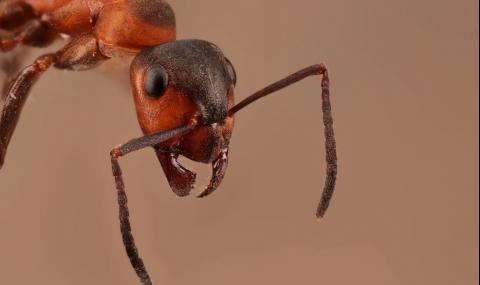 Мравки-канибали обитават изоставен ядрен бункер (СНИМКИ+ВИДЕО) - 1