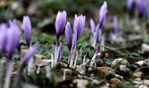 Bulgarian saffron is third in quality in the world  - 1