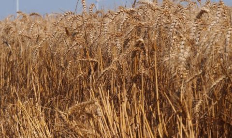 Отчитат ръст на добива на пшеница  - 1