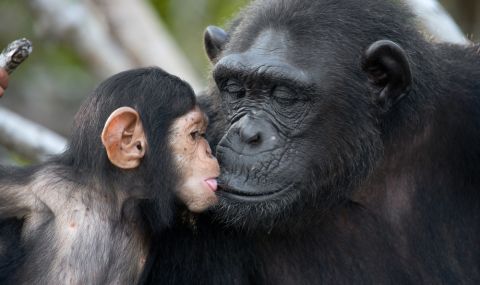 И при шимпанзетата има менопауза - 1