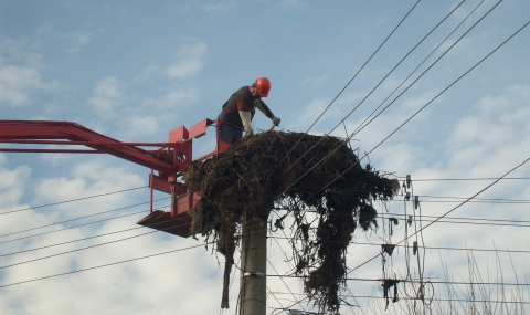 Обезопасиха 54 щъркелови гнезда върху електрически стълбове - 1