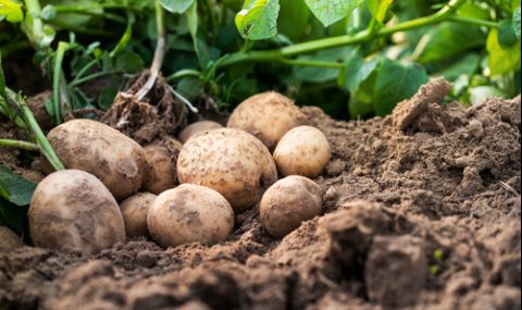 Българският картоф се подправял със забранена в ЕС отрова - 1
