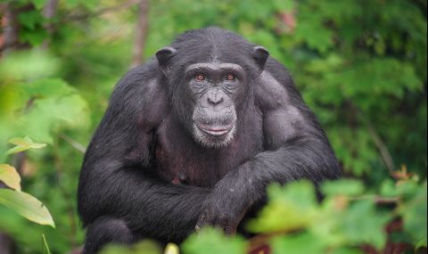 Най-старото шимпанзе в Гвинея почина на 71 години - 1