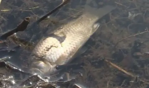 Хиляди мъртви риби изплуваха край Гребната база в Пловдив - 1