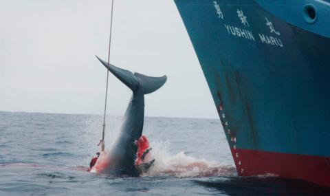 Япония разреши убийството на китове - 1