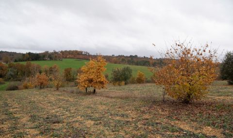 Франция засажда милиони дървета - 1
