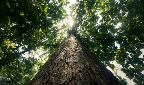 Най-старото дърво на планетата е на 5000 години (ВИДЕО) - 1