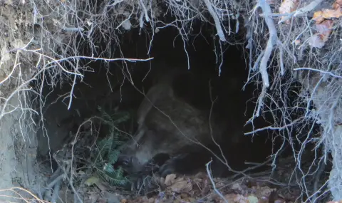 Някои от мечките в парка в Белица вече заспаха зимен сън - 1