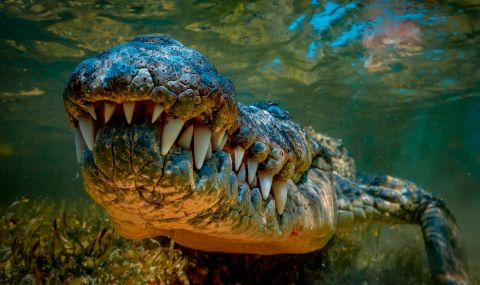 Хванаха рекордно голям крокодил в Мисисипи (ВИДЕО) - 1