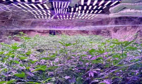 Откриха наркооранжерия в минна галерия край Кюстендил - 1