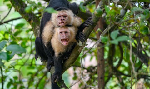 Агресивни маймуни нападат жители на японски град - 1