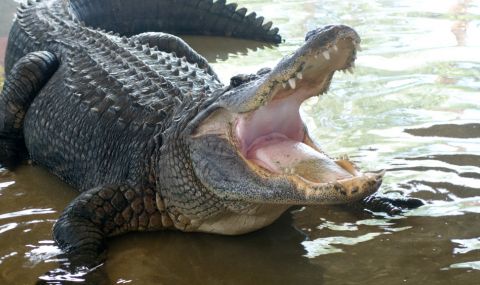 Мъж бръкна в устата на крокодил, за да спаси кучето си (ВИДЕО) - 1