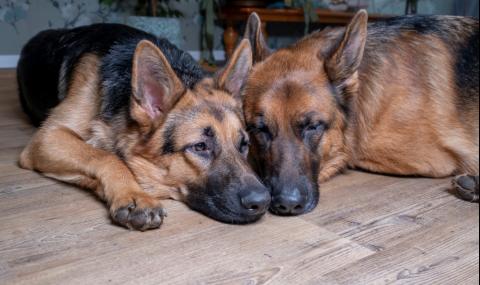 Кучета спасиха стопанката си от най-коварната болест - 1