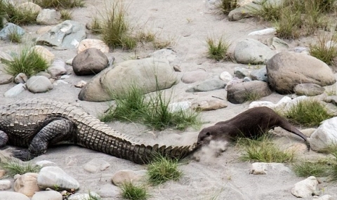 Видра нападна крокодил - 1
