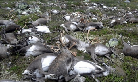 Мълния уби над 300 елена в Норвегия - 1