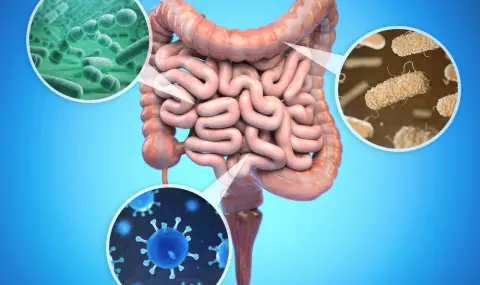Бактериите - скрита тайна за дълъг и здравословен живот? - 1