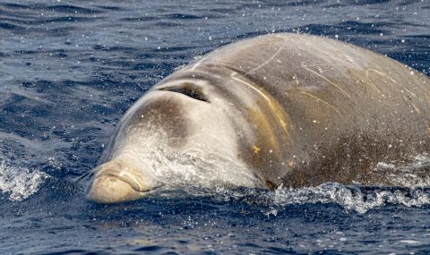 Откриха два защитени вида китове край Израел  - 1