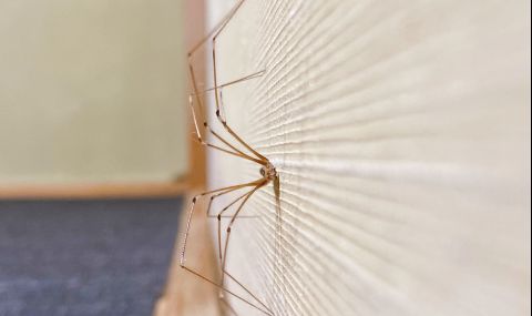 Как да прогоним паяците от дома си - 1
