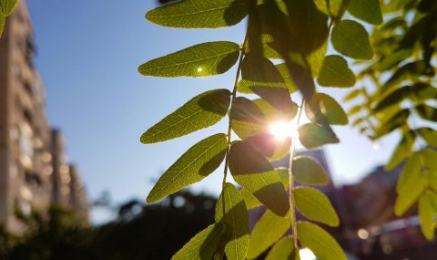 Температурите скачат още - 1