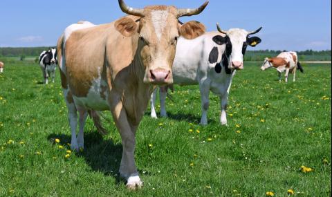 Туристка се опита да си направи снимка с крава. Грешка! - 1