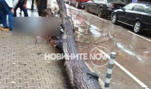 Инцидент в София: Дърво падна и рани момиче  - 1