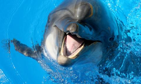 Заради разгонен делфин забраниха къпането на френски плажове - 1
