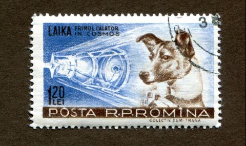 Днес се навършват 65 години от полета на кучето Лайка в Kосмоса - 1
