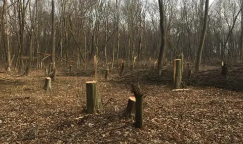 Потвърдиха глобата от 100 хил. лв. за отсечените дървета в Борисовата градина - 1