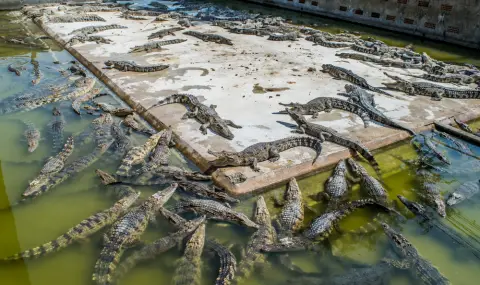 Убиха 200 гладуващи крокодила в изоставена ферма - 1