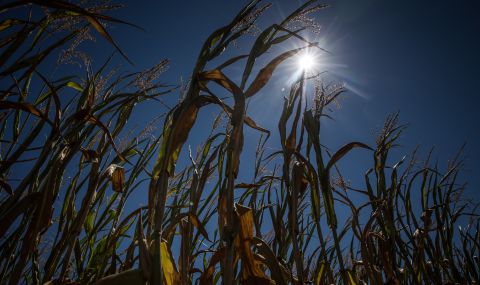 Европа с най-слабата реколта от царевица от 15 години - 1