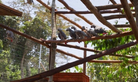 Предотвратен е опит за незаконна търговия със защитени папагали от вида Жако - 1